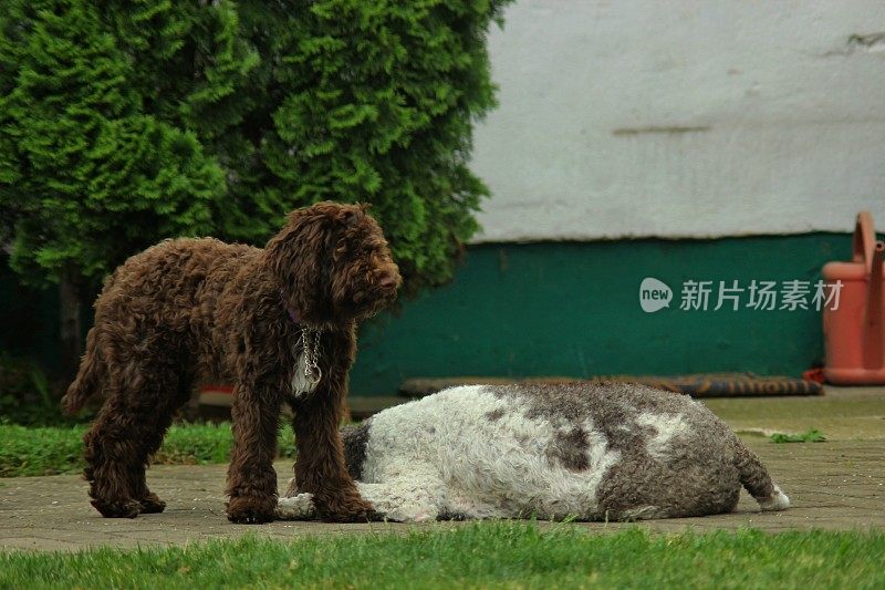 动物家庭两只母狗Lagotto Romagnolo